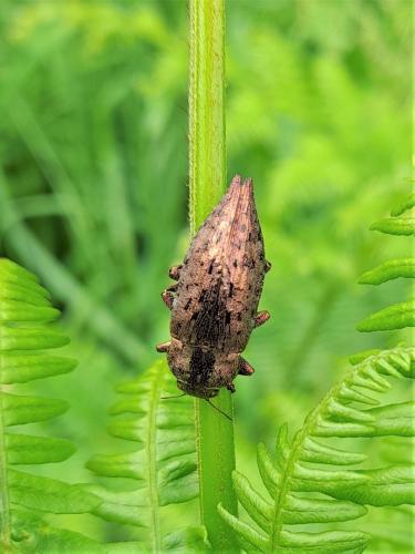 Réf. 323 954 : Dicerca berolinensis